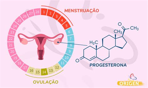 progesterona e estrogênio